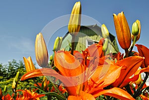 Garden flowers.