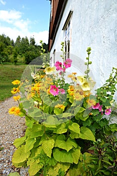 Garden Flowers