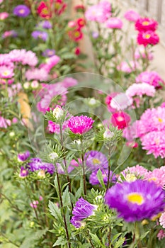 Garden Flowers