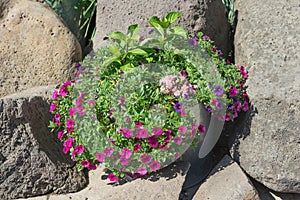 Garden flowers in an Alluminum bucket on a background of large stones