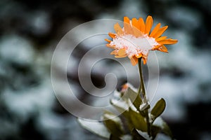 Garden flowers in autumn before the first snow. photo