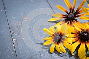 Garden flowers on blue wooden table background. Backdrop with copy space