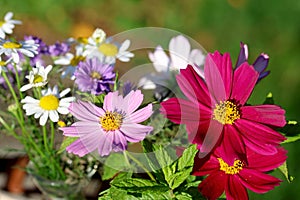 Garden flowers with cosmos flower, chamomile and peppermint