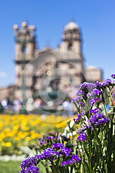 Garden flowers in Cuzco, Peru