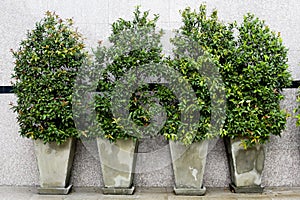 Garden flowers in flowerpots outdoor