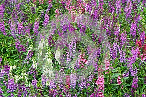 Garden Flowers Fresh bloom Lilac lavanda purple flower in the garden  - Floral backdrops in the g