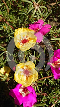 Garden flowers in full bloom waiting for the bees in the pollination process