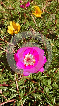 Garden flowers in full bloom waiting for the bees in the pollination process