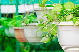 Garden flowers hanging in a flowerpot at a nursery green house