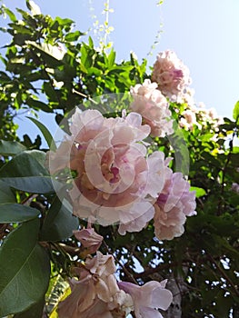 Garden flowers laight rose colour photo