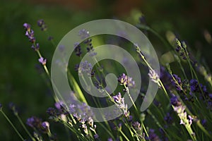 Lavender blooming in the garden in summer, colorful background