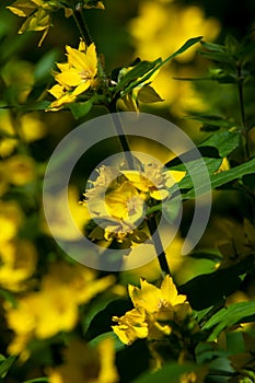 Garden Flowers Lysimachia is a genus consisting of 193 recognize