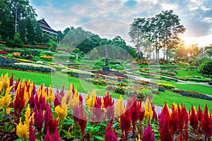 Garden flowers, Mae fah luang garden locate on Doi Tung.