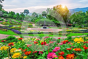 Garden flowers, Mae fah luang garden locate on Doi Tung in thailand.