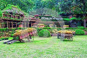 Garden flowers, Mae fah luang garden locate on Doi Tung in thailand. photo
