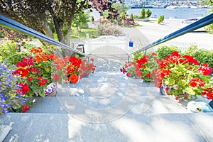 Garden flowers near by the white stairs