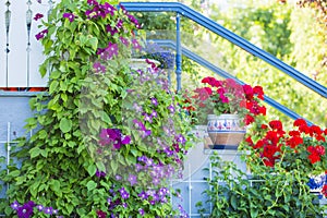 Garden flowers near by the white stairs