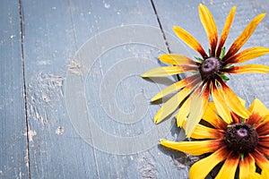 Garden flowers over blue wooden table background. Backdrop with copy space