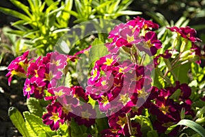 Garden flowers with pink-yellow petals on a background of green leaves