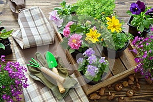 Garden flowers and plants in flower pots. Watering can, shovel, rake, gloves and apron. Top view.