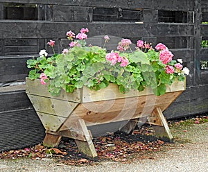 Garden flowers plants in trug container display small patio pot