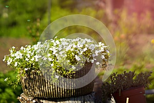 Garden flowers in a pot