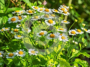 Garden flowers Pyrethrum white on a flower bed of a country garden on a summer day