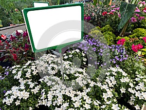 Garden flowers on shop shelf with white empty info signage board sign