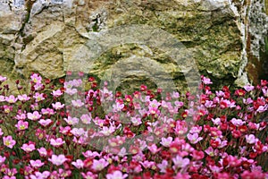 Garden flowers and stones. Saxifrage pink