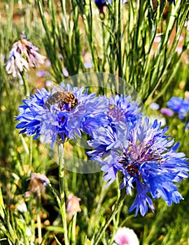 Garden flowers in the sun