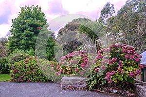 Garden with flowers