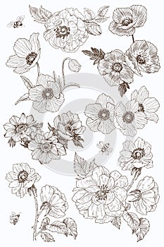 Garden flowers vector drawing set. Isolated wild plant and leaves elements. Herbal engraved style illustration. Detailed