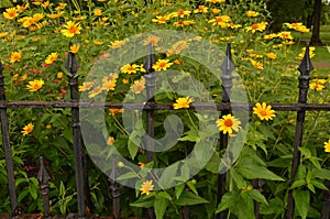 Garden flowers vintage wrought iron fence