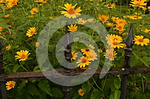 Garden flowers vintage wrought iron fence