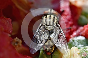 Garden Fly macro shot in natural environment