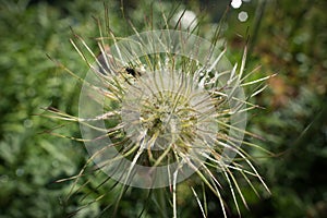 Garden fly sitting on a flower