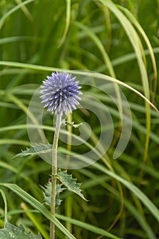 Garden form of thistle, Carduus, spherical inflorescence