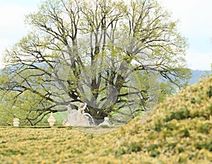 Garden with fountain in Cesky Krumlov