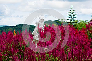 Garden of Fresh and Blooming Red Cockscomb Flowers With A White Stone Statue of A Beautiful Women