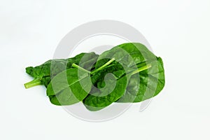 Garden fresh green leafy vegetable spinach leaf also known in india as palak bhaji isolated on white background,copy s