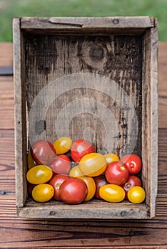 Garden fresh homegrown tomatoes in a wood crate