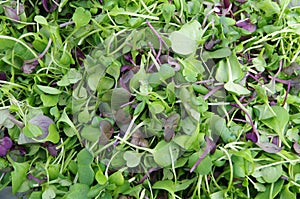 Garden fresh microgreens salad closeup