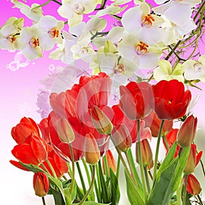 Garden fresh red tulips on abstract background