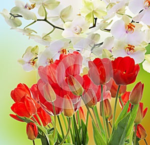 garden fresh red tulips on abstract background