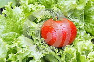 Garden Fresh Tomato