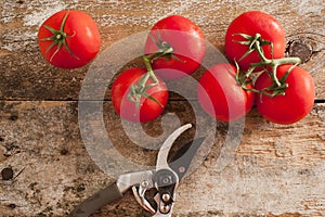 Garden fresh tomatoes with pruning shears
