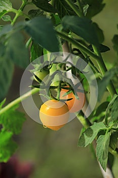 Garden fresh yellow tomatoes