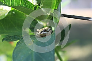 Garden Frog