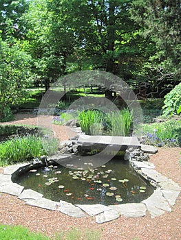 Garden Frog Pond
