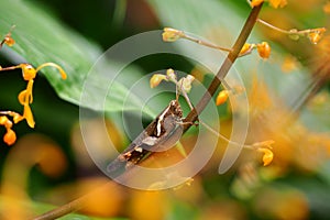 Garden frorest nature green bug photo